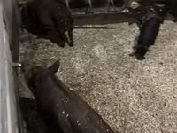 Boar — photo 2