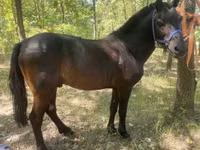 Hengst, Indian half-bred — Foto 2