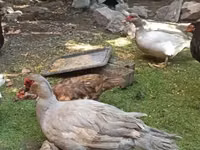 السويدية الزرقاء — الصورة 7