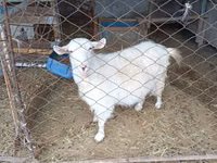 बकरी, Saanen goat — फ़ोटो 1