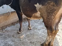 Ng'ombe jike, Ala-Tau breed — picha 2