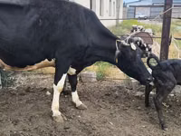 Ng'ombe jike, Russian Black pied cattle — picha 5