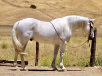 حصان, Quarter Horse — الصورة 1