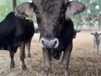 Bull, Brown Carpathian breed — photo 3