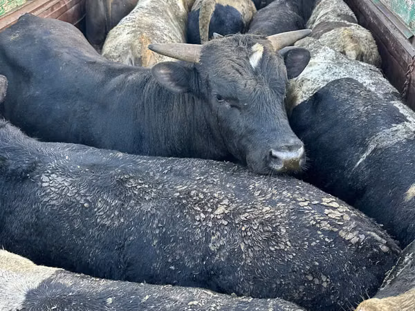 Bull, Cattle