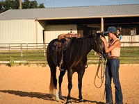 Caballo, Quarter Horse — foto 7
