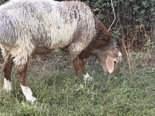 Dume la kondoo, Rhon sheep