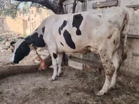 Kuh, Holstein-Rasse — Foto 5