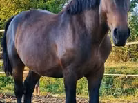 Farasi dume, Međimurje horse — picha 5