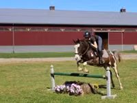 Farasi dume, Pinto horses — picha 2