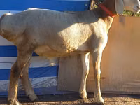 Carnero, Arashan sheep — foto 2