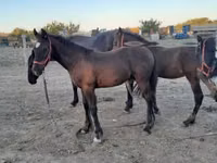 घोड़ा, Friesian — फ़ोटो 4