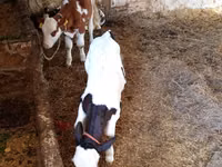 गाय, Russian Black pied cattle — फ़ोटो 6