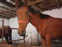 Hengst, Manipuri pony — Foto 2