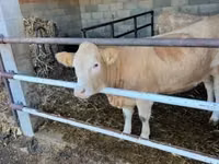 Ng'ombe jike, Charolais cattle — picha 4
