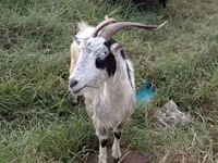 Mbuzi (kikundi, jinsia haijatajwa), Mbuzi — picha 3