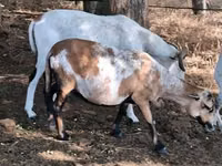 Kondoo jike, Cameroon sheep — picha 5