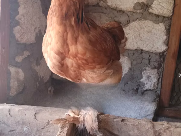 Brahma