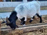 母山羊, Goats — 照片 1