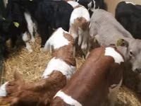 牛只（批次，未指定性别）, Cattle — 照片 6