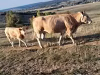 أبقار (دفعة، الجنس غير محدد), Blonde d’Aquitane cattle — الصورة 3