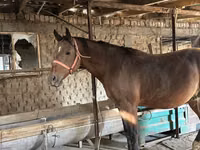 Horse (M), Manipuri pony — photo 1