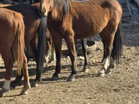 Farasi jike, Kyrgyz Horse — picha 2