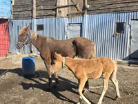 Yegua, Altai horse — foto 4