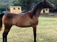 घोड़ा, National Show Horse — फ़ोटो 2