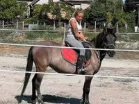 Farasi jike, Polish pony — picha 4