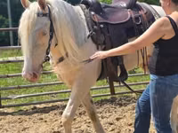 Caballo, Kentucky mountain daddle horse — foto 7