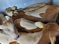 ثور, Simmental cattle — الصورة 1