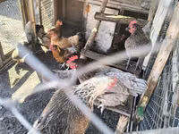 阿德勒银 — 照片 3
