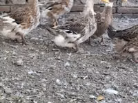 क्रेस्टेड — फ़ोटो 2