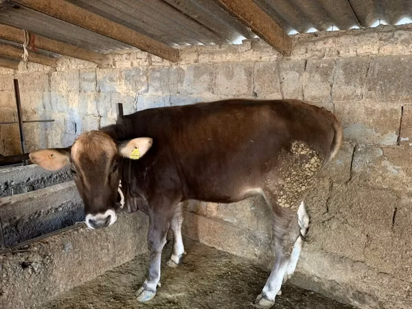 Ng'ombe jike, Swiss cattle