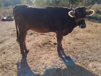 Cow, Swiss cattle — photo 5