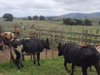 Ng'ombe jike, Nguni cattle — picha 5