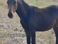 公马, Thoroughbred horse — 照片 3