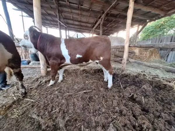 公牛, Simmental cattle