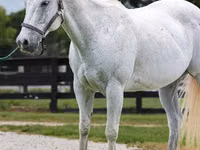 Horse (M), National Show Horse — photo 3