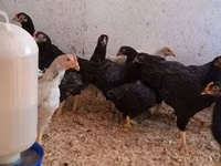 Chickens — picha 3