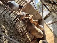 भेड़, Arashan sheep — फ़ोटो 4