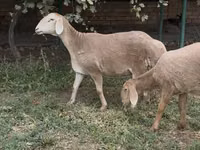 Schaf, Arashan sheep — Foto 1