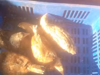 Chickens — photo 3