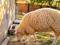 Sheep, British  Milksheep — photo 3