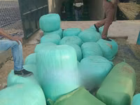 Bhoma Rhodes Hay & Seeds, Lucerne Hay & Seeds, Baled Full Corn Silage — फ़ोटो 2