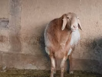 मेढ़ा, Arashan sheep — फ़ोटो 1