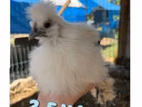 Silkie — picha 2