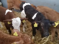 أبقار (دفعة، الجنس غير محدد), Simmental cattle — الصورة 2