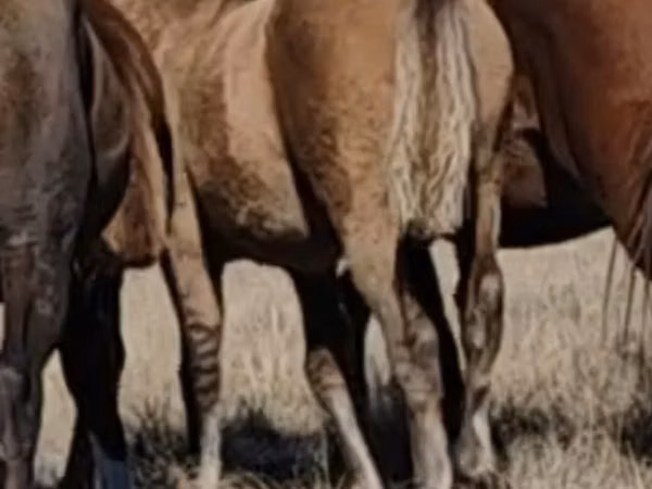 خيول (دفعة، الجنس غير محدد), Mugalzhar horse